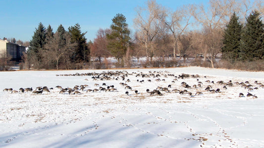 Denver, Colorado Drone Footage 0704