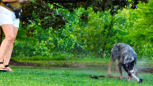 Austin, Texas Drone Footage 446