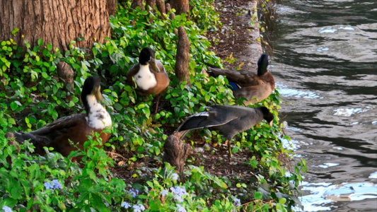 San Antonio, Texas Drone Footage 856