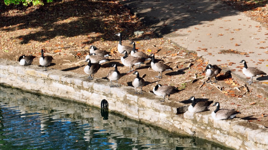 Nashville, Tennessee Drone Footage 162