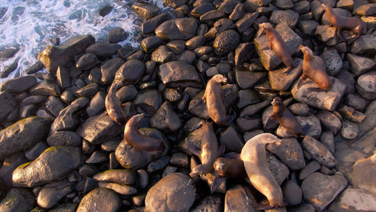 San Diego, California Drone Footage 0358