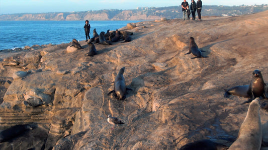 San Diego, California Drone Footage 0359