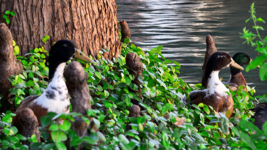 San Antonio, Texas Drone Footage 857