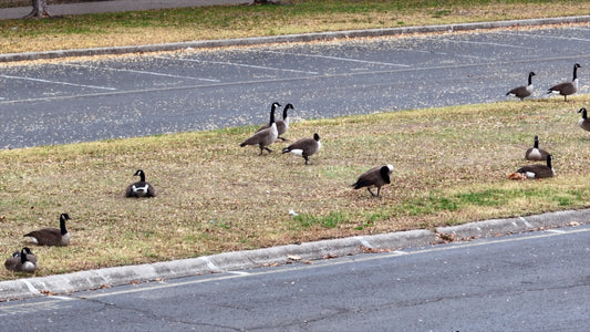 Nashville, Tennessee Drone Footage 055