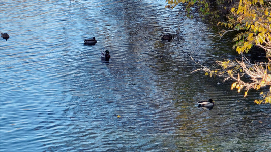 Nashville, Tennessee Drone Footage 158