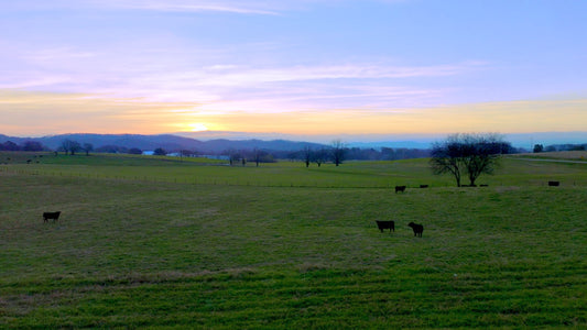 Knoxville Drone Footage 5K 544