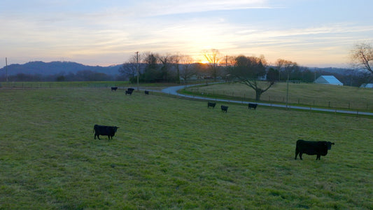 Knoxville Drone Footage 5K 550